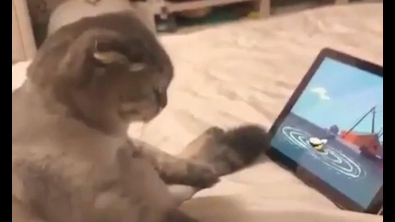 A cat watching a cartoon on his tablet