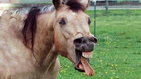 Funniest Animals 🐧 - Best Of The 2024 Funny Animal Videos 😁 - Cutest Animals Ever part:- yy