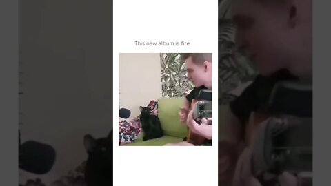 This band will be awesome 👌😂💥 #shorts #shortsvideo #fy #fyp #notmine #funny #cat #cats #song #songs