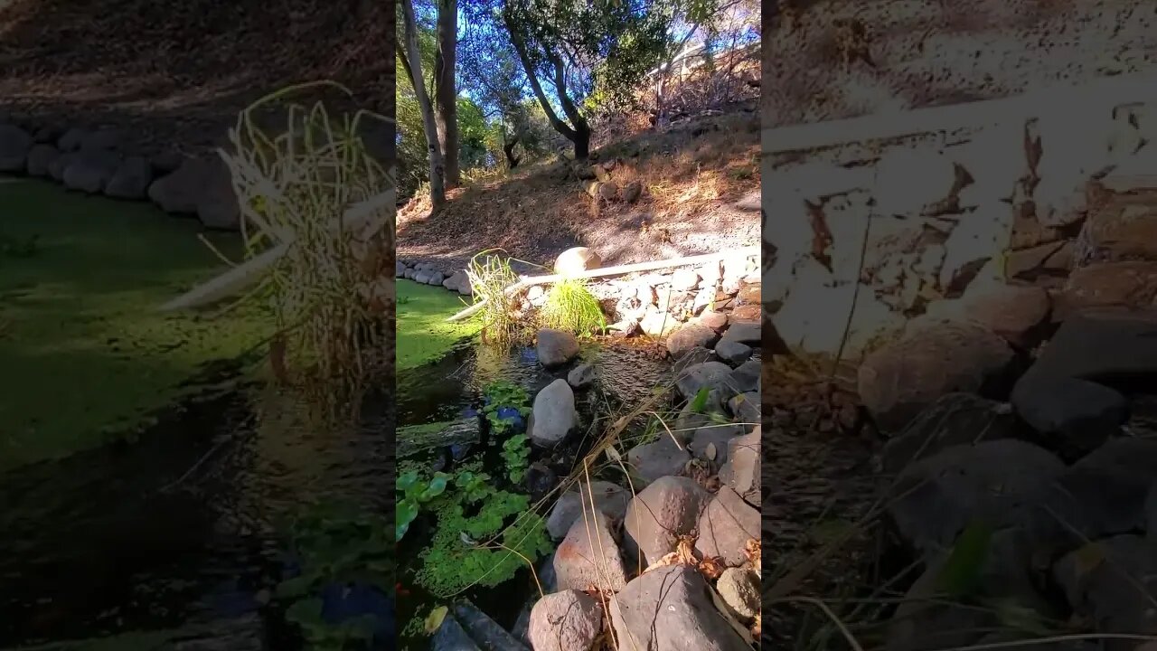 Super beautiful backyard pond [10,000gallons] #shorts