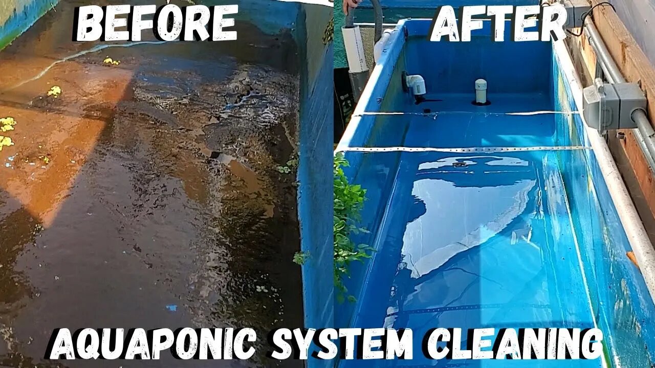 Cleaning aquaponic filters and dwc grow bed - [aquaponic gardening]