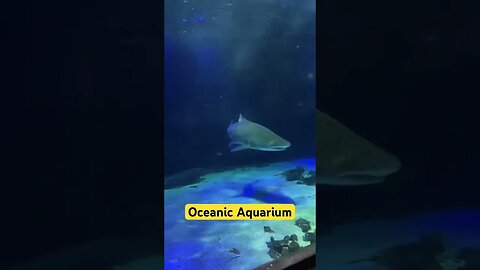 Conhecendo o Oceanic Aquarium