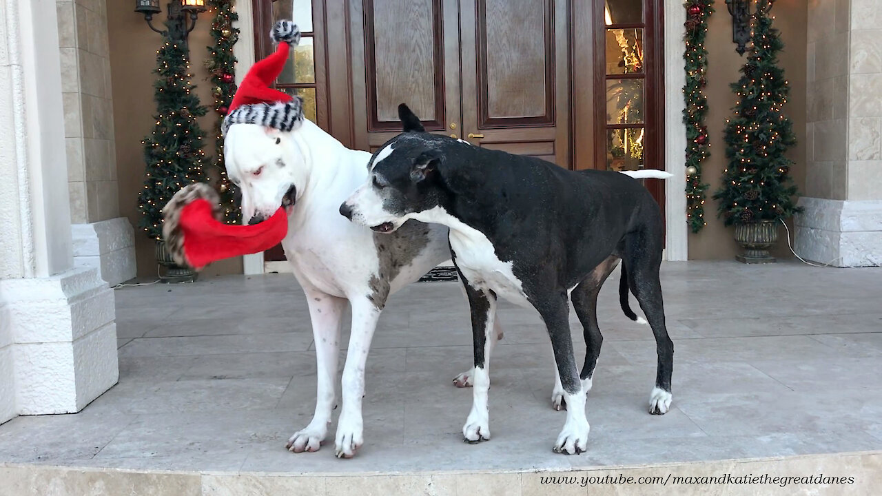Deaf Great Dane swipes friend's Christmas hat