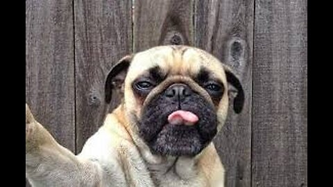 Funny Dogs At Home _ Funniest dog videos _ Funny Animal Video 2021 #shorts