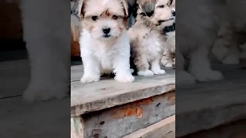 Beautiful Lhasa Apso Puppies #shorts #dog #doglover #puppy