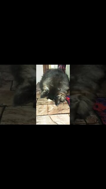 black hungry Kitten 🐱 #leo #blackcat #hungry #cats