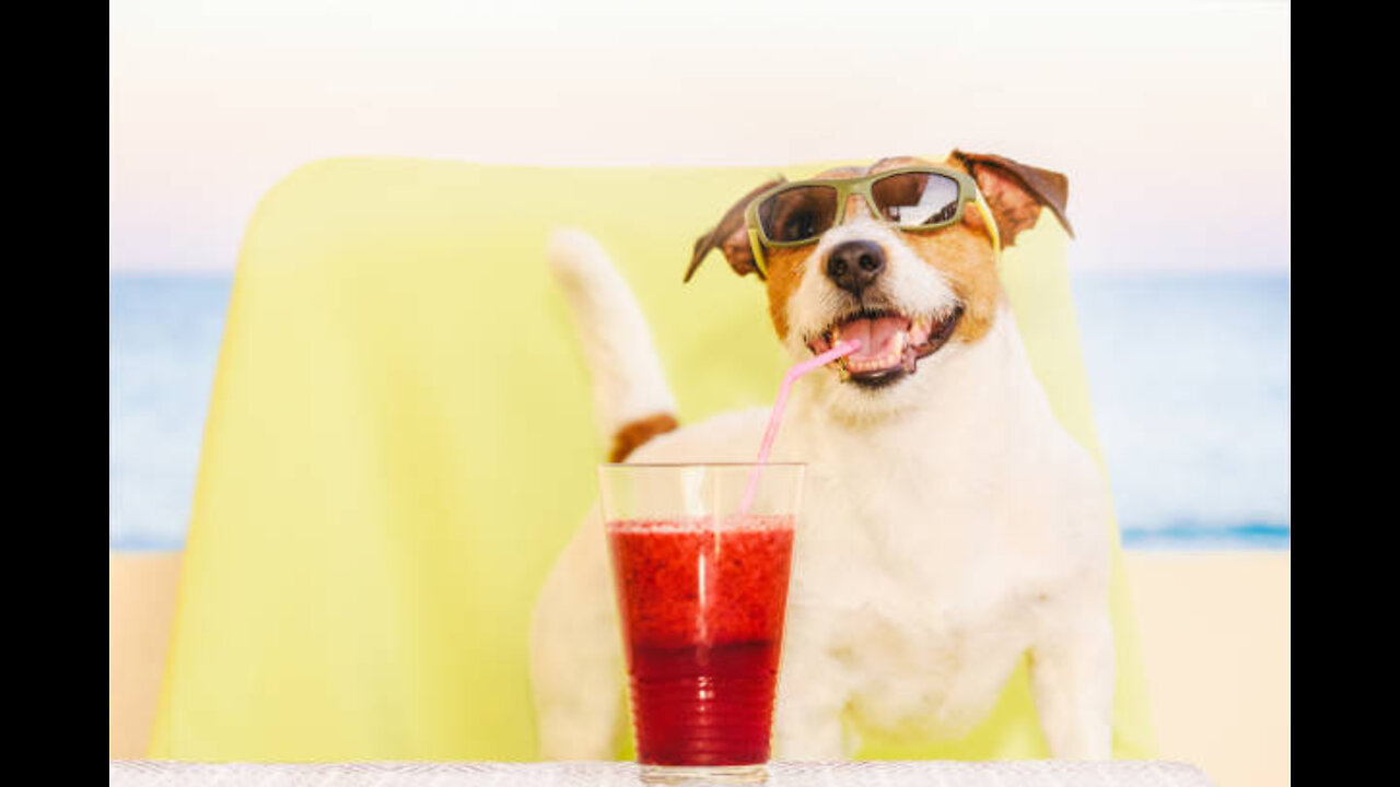 Smart Dog with Cold Drink Funny