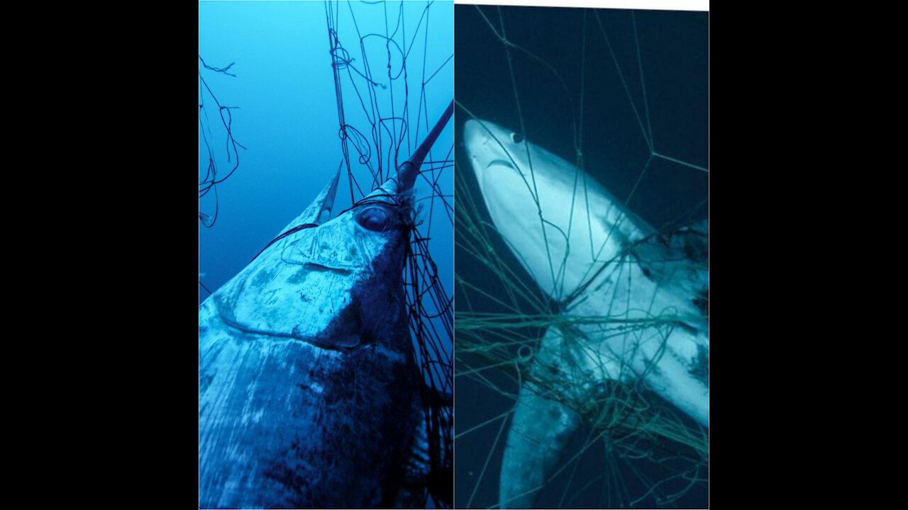 So far 150,000 of you have signed the petition to stop the deadly use of driftnets, but we still