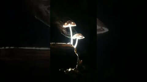 Mushrooms Releasing Spores