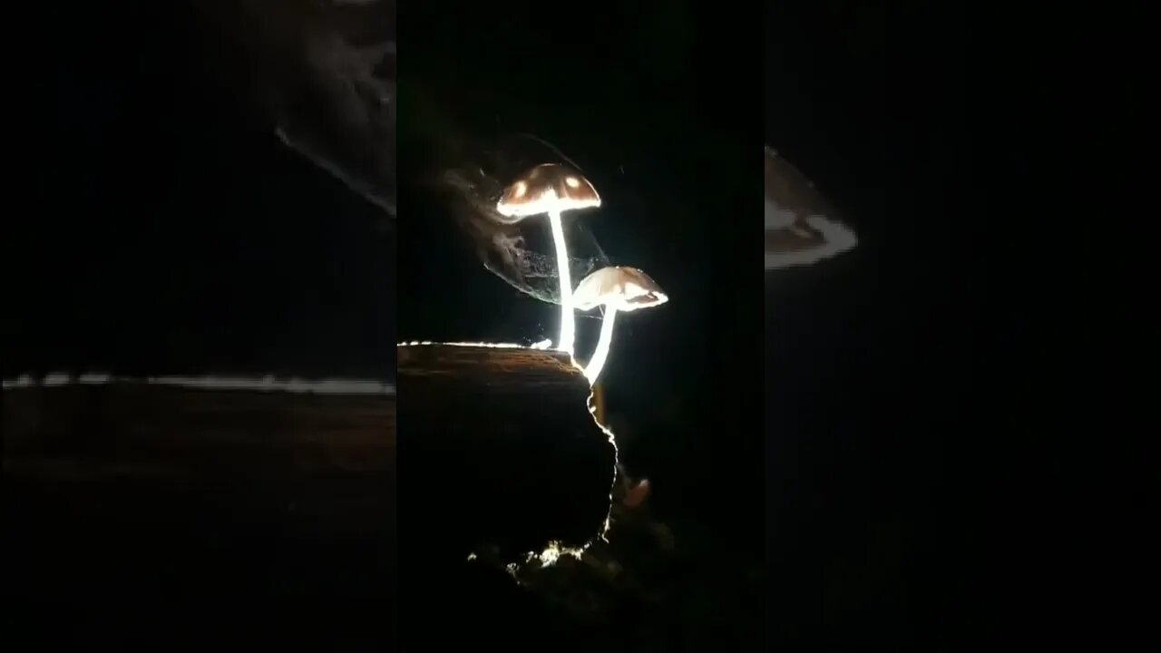 Mushrooms Releasing Spores