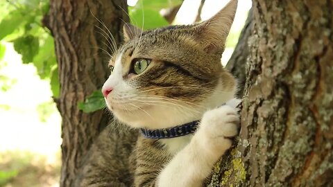 Evil Birds Tease the Poor Cat in the Tree