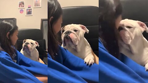 Funny Dog! Bulldog Apologizes To Girl For Chewing Her Slipper. love animals.