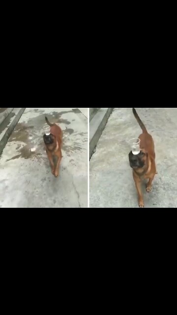 Stubborn Dog did it After three days training