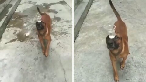 Stubborn Dog did it After three days training
