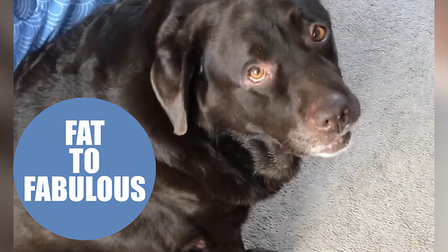 10 stone dog too fat to play fetch looses half its body weight