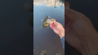 PEACOCK BASS catch!