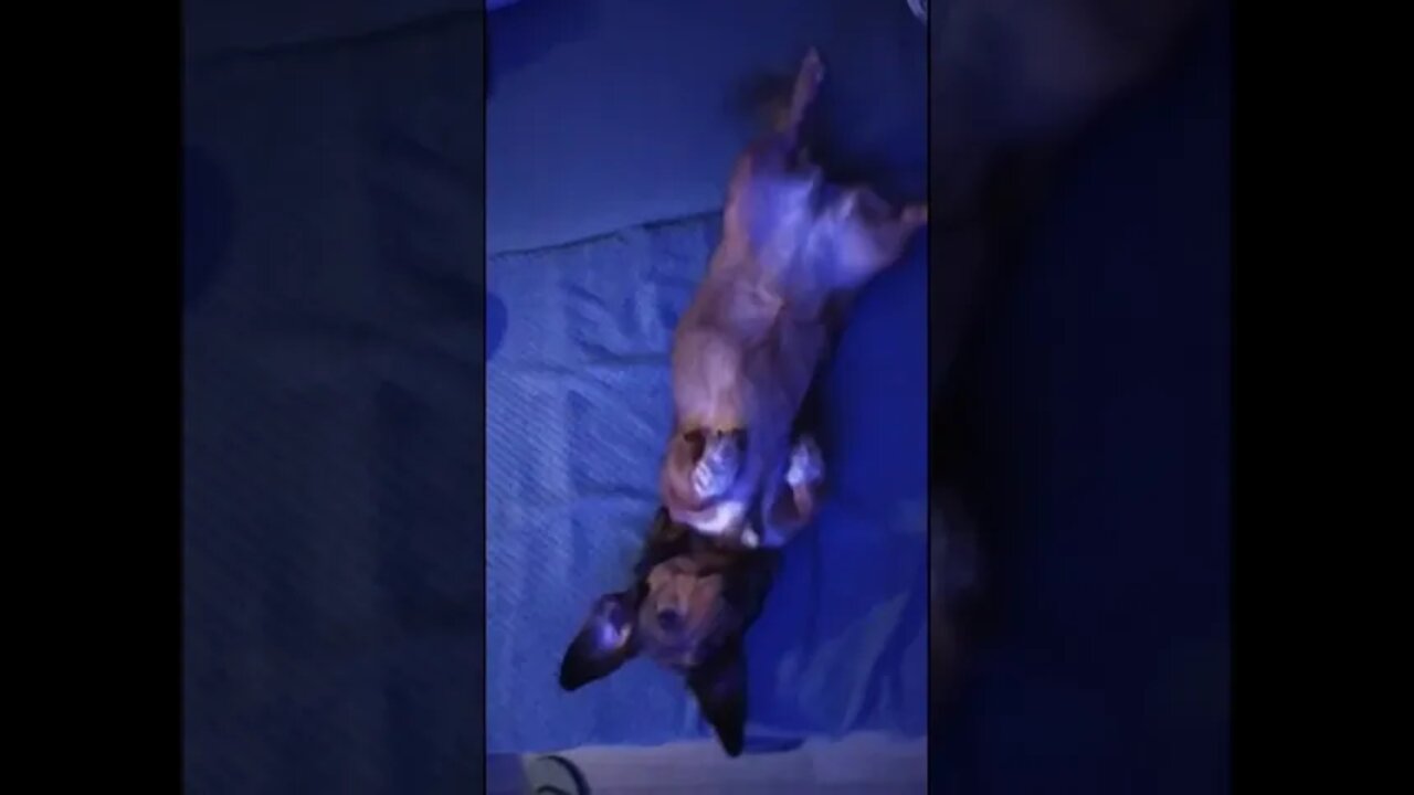 Daschund loves belly rubs