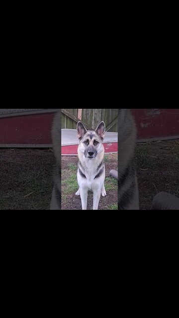 If You Own A Shepsky Then U Already Know #shorts #dogmeme #shepsky