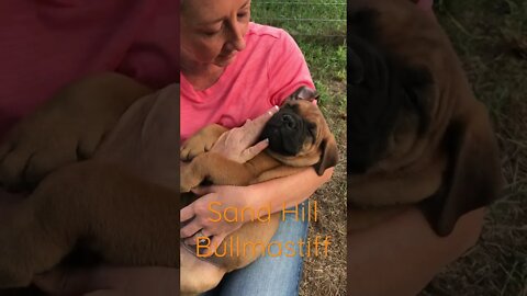 Take a nap. Sandhill bullmastiff #bullmastiff #bullmastiffpuppy