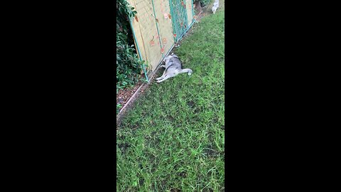 Husky rolls in mud during luau