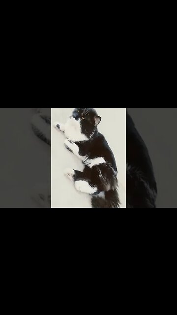 #cutecat #persian #cats #blackcats #brown #supportmychannel #white #milo #persiancat #cat #catlife