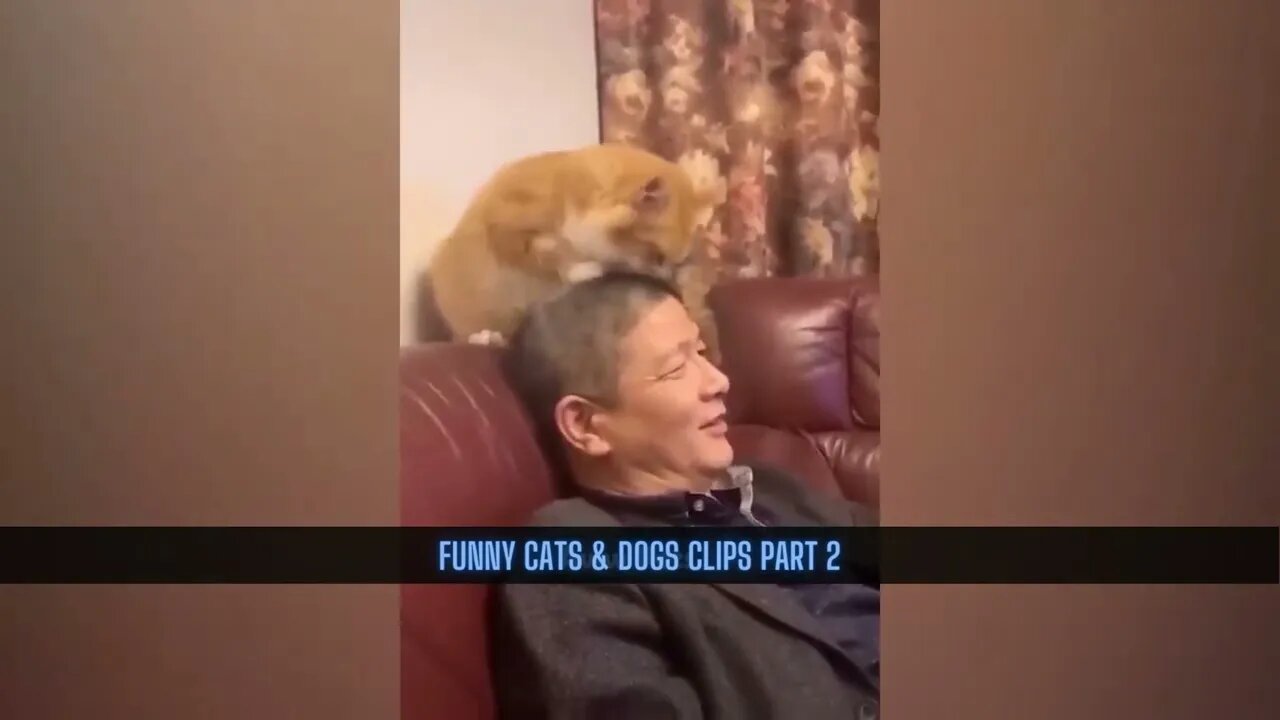 Funny Cats & Dogs clips Part 2