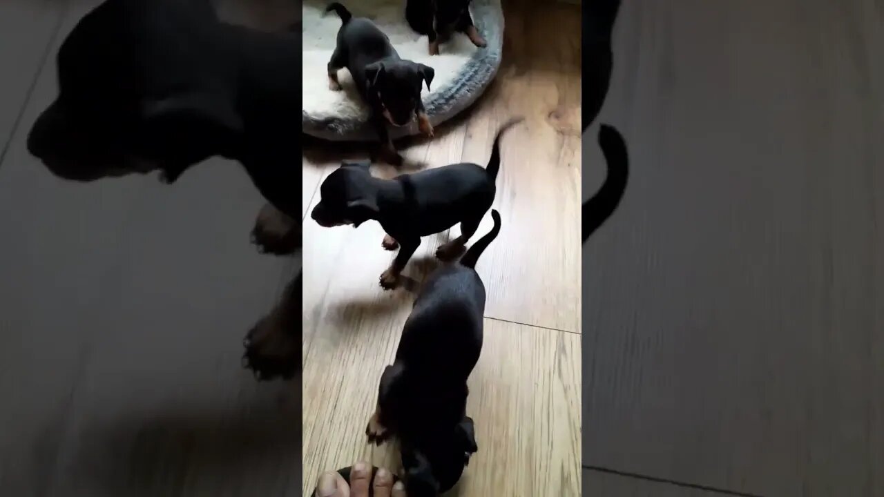 Miniature pinscher pupps