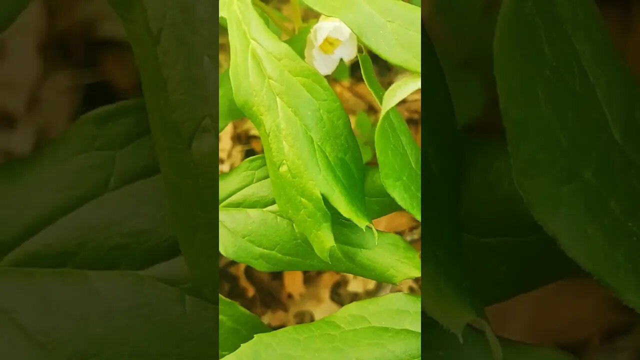 May Apple