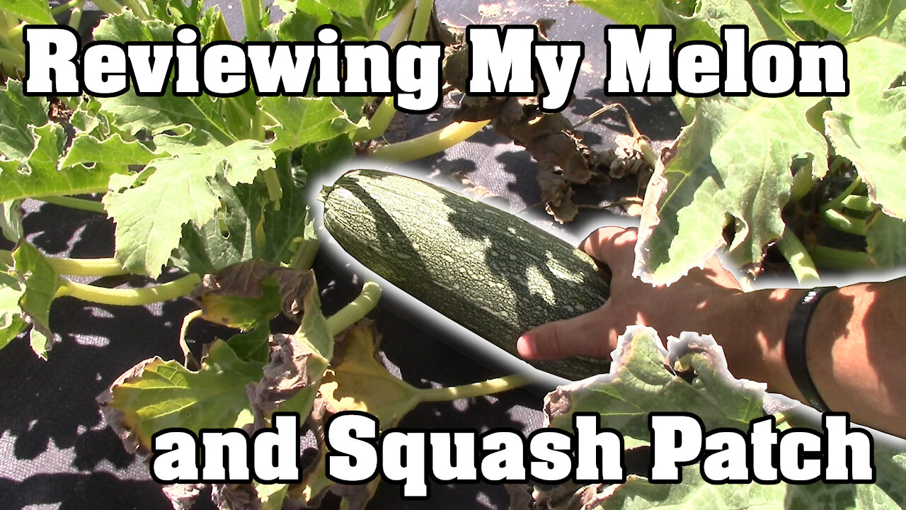 Reviewing My Melon and Squash Patch