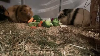Guinea pigs Tibby and Svea enjoying some fresh veggies