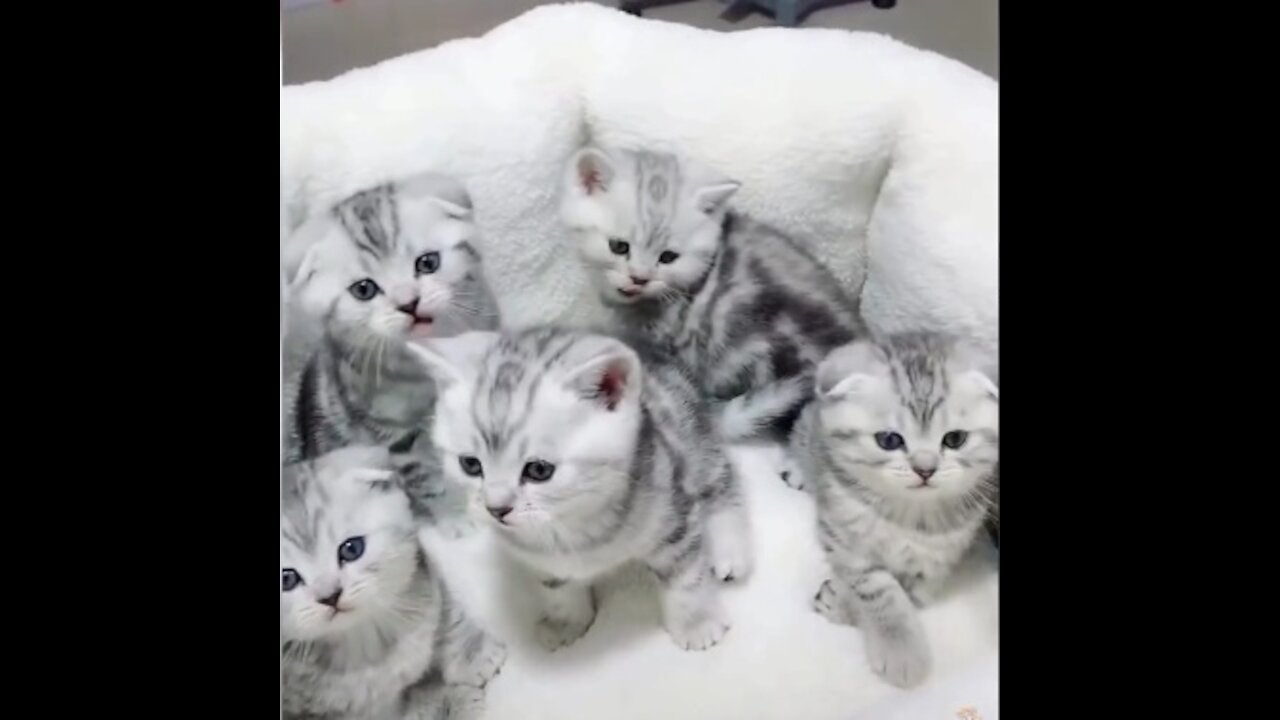 funny cats video 😂😂😂😂