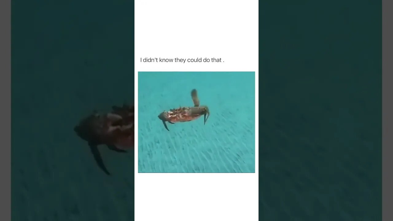helicrab😁