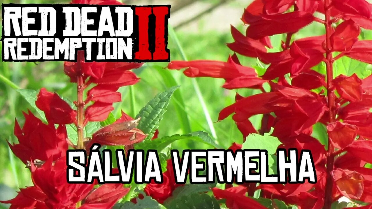 Localização da Sálvia Vermelha RDR 2