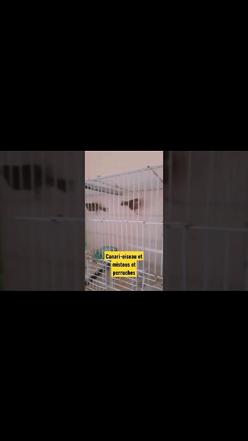 Canari-oiseau et mistou et perruche