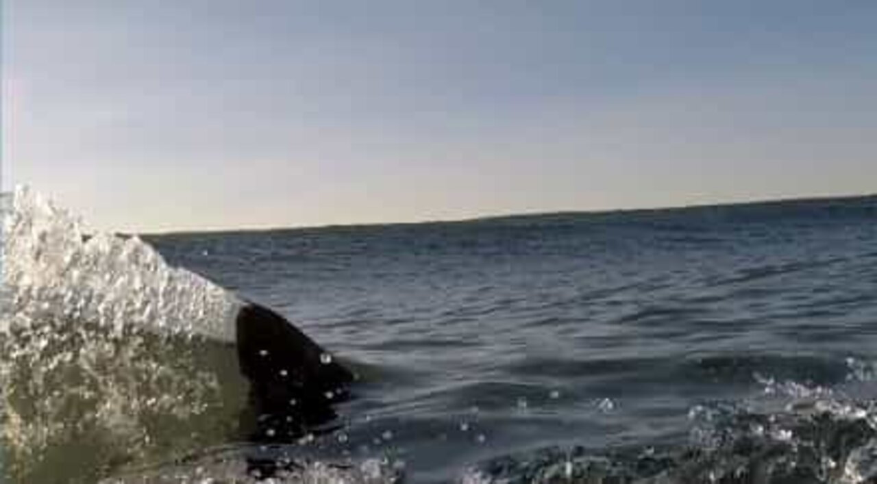 Hvidhaj svømmer meget tæt på en surfer i Californien