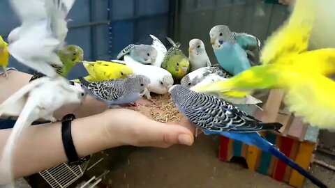 4K HDR Video – Beautiful Lovebird | Budgies and Cockatiel Birds Playing and Feeding-1