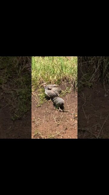Guinea fowl keet watching for predators