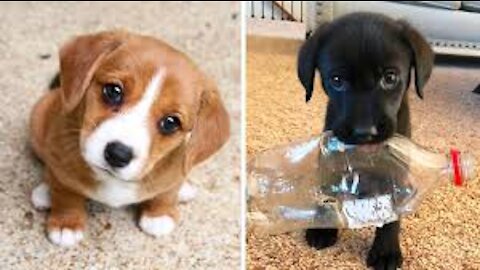 The best videos of cute puppies