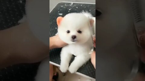 Cute Doggy