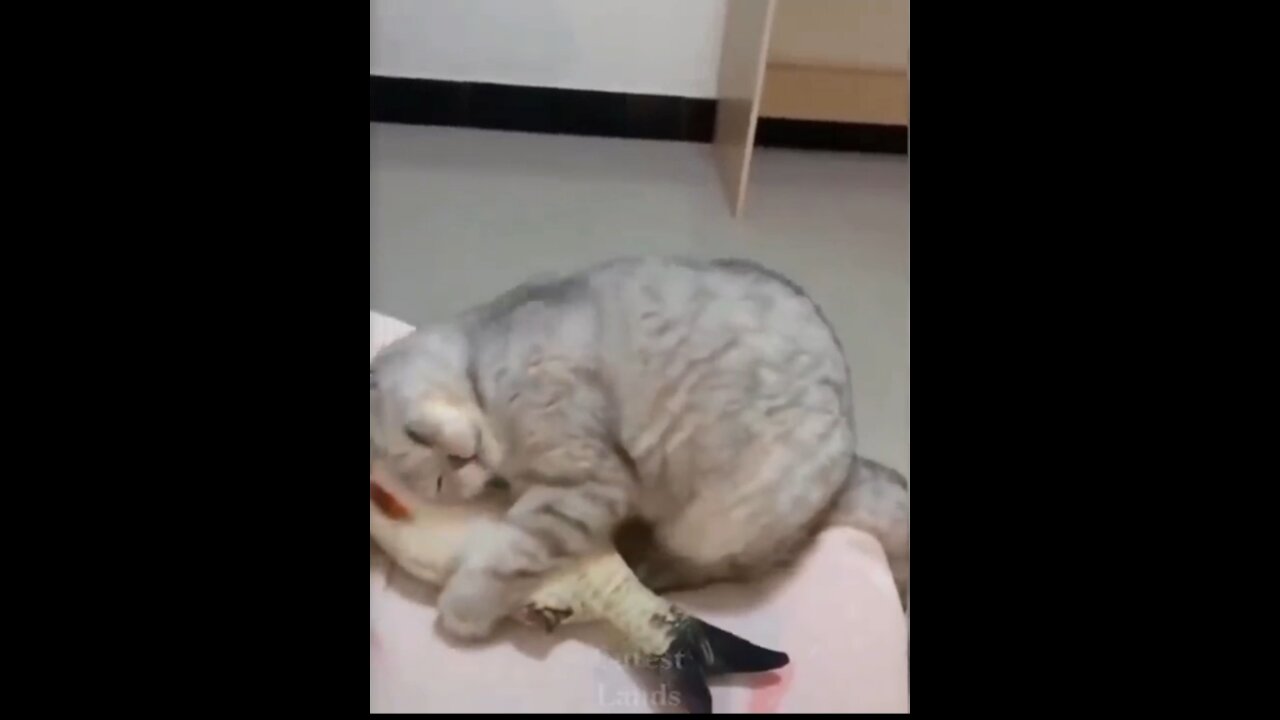 Cute cat 🐈 playing