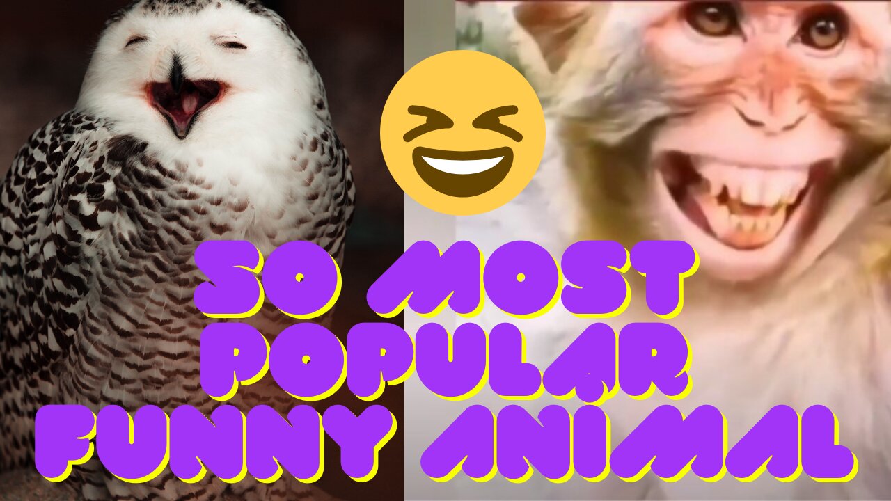 50 MOST POPULAR FUNNY ANİMAL