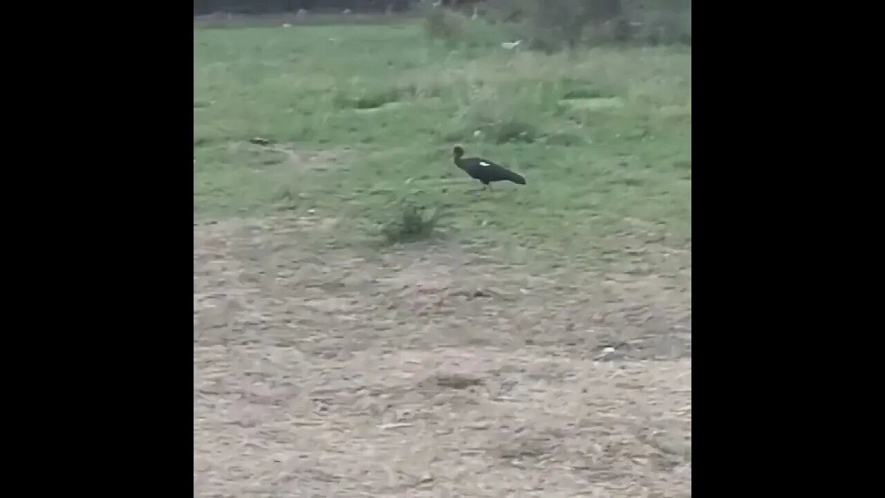 Birds of Gujarat Red Naped Ibis Chandkheda Lake