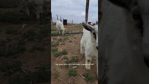 daily giggles #fun #animals #goats #funny #jokes #shortsfeed #shorts #shortsvideo #shortsyoutube