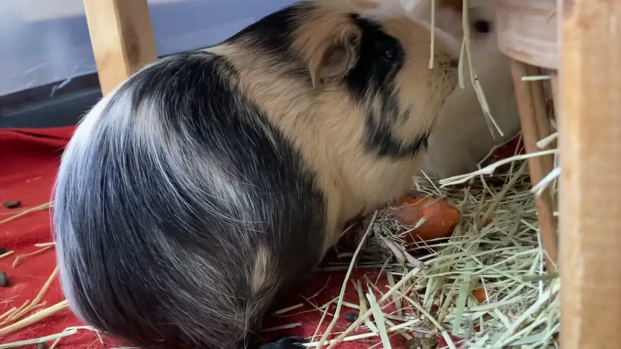 Guinea pigs first afternoon back home