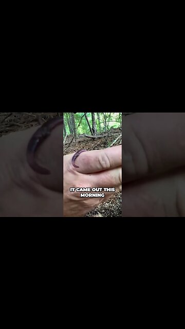 Get those Worms! | Worm Grunting