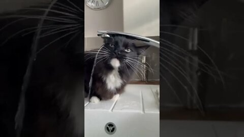 CAT TRIES TO DRINK