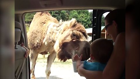 21 Hungry Camels To Help You Get Through Hump Day