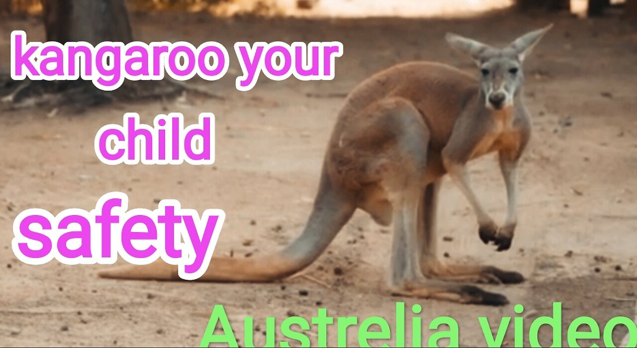 All about kangaroos ! for kids kangaroos! fact for children!!