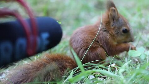 Cute sound of squirrel who osy7 weeks old