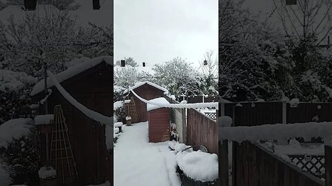 Snow in Garden